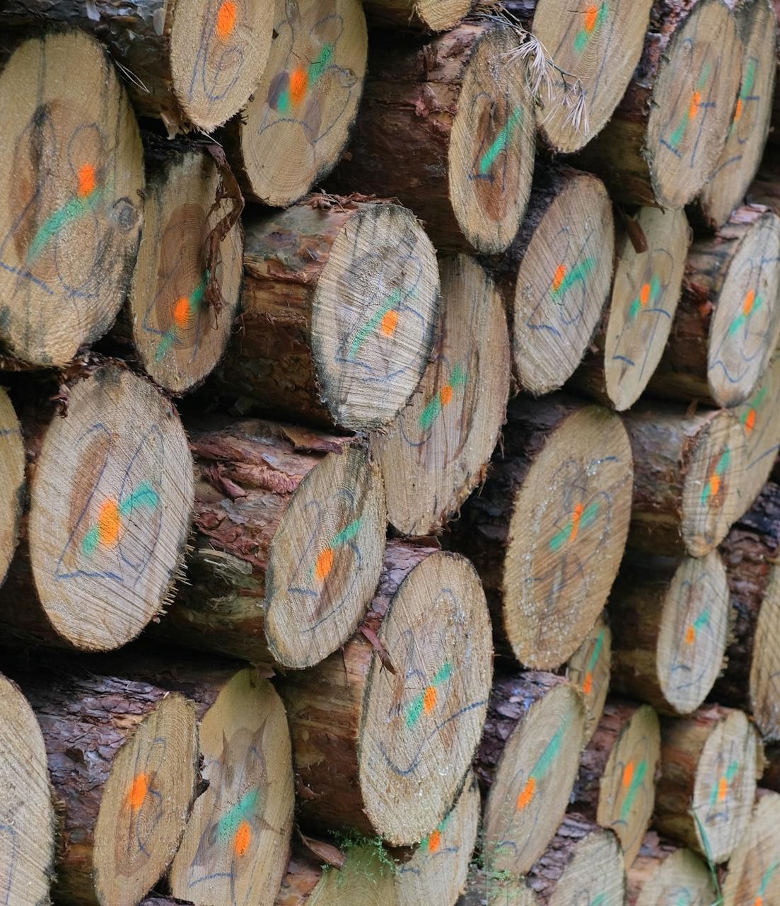 So sánh mật độ và độ cứng gỗ